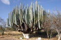 Giant cactus Royalty Free Stock Photo