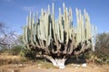 Giant cactus Royalty Free Stock Photo