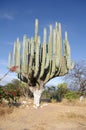 Giant cactus Royalty Free Stock Photo