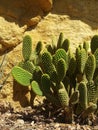 Giant cactus and yellow rock