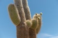 Giant cactuses blossom Royalty Free Stock Photo