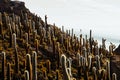 Cactus island in the Bolivian salt flat of Uyuni