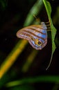 Giant Caligo Oileus Butterfly, the owl butterfly, Amazonian rainforest, in Cuyabeno National Park in South America Royalty Free Stock Photo