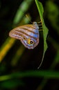 Giant Caligo Oileus Butterfly, the owl butterfly, Amazonian rainforest, in Cuyabeno National Park in South America