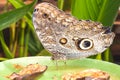 Giant Owl Butterfly Royalty Free Stock Photo