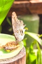 Giant Owl Butterfly Royalty Free Stock Photo