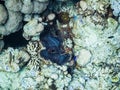 Giant calm in Red Sea, Aqaba, Jordan