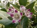 Giant calotrop flower