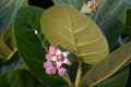 Giant calotrope, the crown flower, is a species of Calotropis native, blossom, lot of buds and leaves are the background in nature