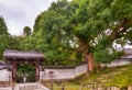 The giant camphor tree in front of the gate of Shoren-in Monzeki temple. Kyoto. Japan