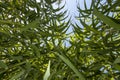 Giant Cane (Arundo donax) plants