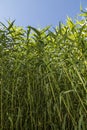 Giant Cane (Arundo donax)