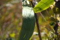 Giant cane closeup view with selective focus on foreground