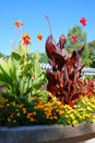 Giant Canna plants in Rosetta McClain Gardens, Scarborough, Ontario Royalty Free Stock Photo