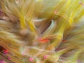 Giant Caribbean sea anemone, Condylactis gigantea. CuraÃÂ§ao, Lesser Antilles, Caribbean