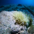 Giant Caribbean sea anemone, Condylactis gigantea. CuraÃÂ§ao, Lesser Antilles, Caribbean