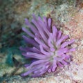 Giant Caribbean sea anemone, Condylactis gigantea. CuraÃÂ§ao, Lesser Antilles, Caribbean