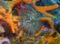 A Giant Caribbean Sea Anemone Condylactis gigantea