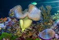 Giant Carpet Anemone