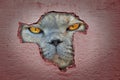 Giant cat face prowling looking through hole in wall Royalty Free Stock Photo