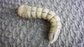 The giant caterpillar large larvae is lies curved on a deep gray texture slate. Evening soft light. Close-up. Macro shooting.