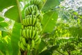 Giant cavendish banana bunch on the plantation