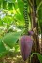 Giant cavendish banana flower on the plantation