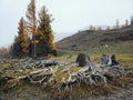 Giant cedar roots. Tree roots and autumn forest. Intertwined roots of two old trees in the Altai fall forest Royalty Free Stock Photo