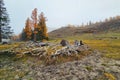 Giant cedar roots. Tree roots and autumn forest. Intertwined roots of two old trees in the Altai fall forest Royalty Free Stock Photo