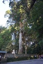 Giant cedar tree at Kirishima Jingu Shrine in Kagoshima, Japan