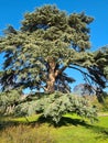 Giant cedar tree with light and shadows playing on trunk in garden in France Royalty Free Stock Photo
