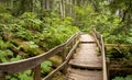 Giant Cedars Boardwalk in the Columbia Mountains Ã¢â¬â an old-growth rain forest, in Mount Revelstoke National Park of Canada Royalty Free Stock Photo