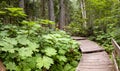 Giant Cedars Boardwalk in the Columbia Mountains Ã¢â¬â an old-growth rain forest, in Mount Revelstoke National Park of Canada Royalty Free Stock Photo