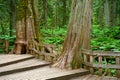 Giant Cedars Boardwalk in the Columbia Mountains Ã¢â¬â an old-growth rain forest, in Mount Revelstoke National Park of Canada