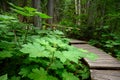 Giant Cedars Boardwalk in the Columbia Mountains Ã¢â¬â an old-growth rain forest, in Mount Revelstoke National Park of Canada Royalty Free Stock Photo