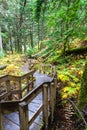 Giant Cedars Boardwalk at Mount Revelstoke in British Columbia