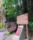 Giant Cedars of Cathedral Grove, British Columbia