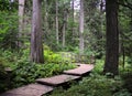 Giant Cedars Trail Through Rain Forest Revelstoke National Park
