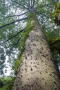 Giant ceiba tree