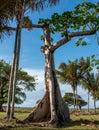 Giant Ceiba Tree Royalty Free Stock Photo