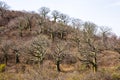 Giant ceiba trees