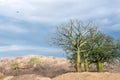 Giant ceiba trees, Ecuador