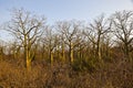 Giant ceiba trees