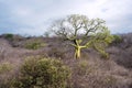 Giant ceiba trees grows up in the coast of Ecuador