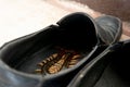 Giant centiped hiding in shoes