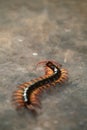 Giant centipede on cement floor