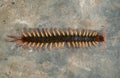 Giant centipede on cement floor