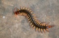 Giant centipede on cement floor