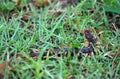 Giant centipede on green grass