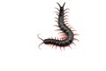 Centipede isolated on white background Royalty Free Stock Photo